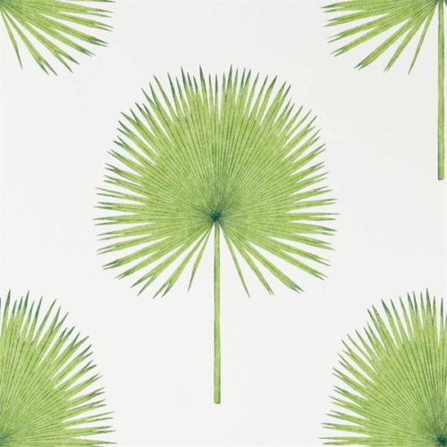 Fan Palm 216636